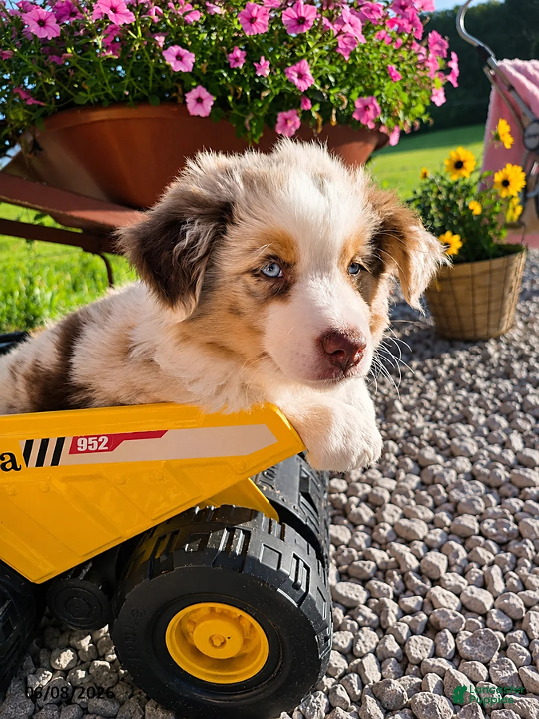 Australian Shepherd dogs for sale: Murphy - Ad 3