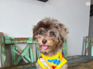 Miniature Poodle dogs Akc Clear Chocolate Merle Phantom Boy - Ad 5