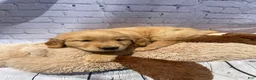 Golden Retriever dogs for sale: Goldy - Ad 9