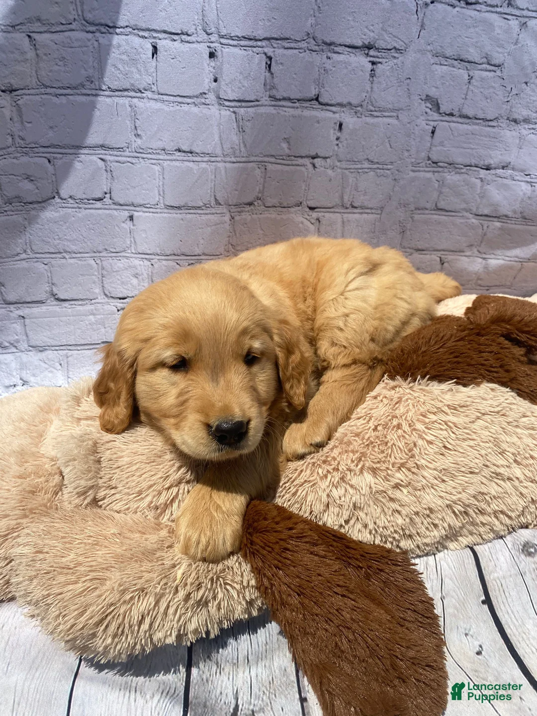 Golden Retriever dogs for sale: Goldy - Ad 9