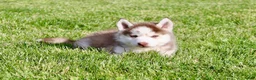 Pomsky dogs for sale: Rover - Ad 7