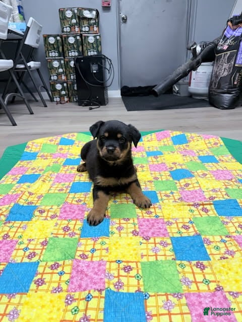 Rottweiler dogs Rottweiler Puppy 1 - Ad 35