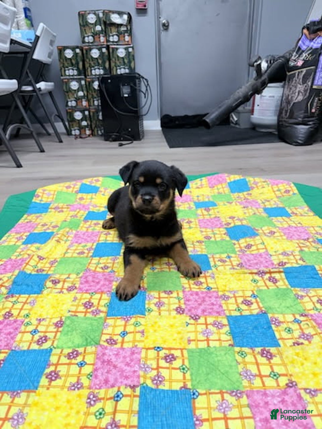 Rottweiler dogs for sale: Rottweiler Puppy 1 - Ad 1