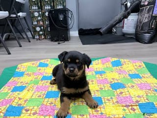 Rottweiler dogs Rottweiler Puppy 1 - Ad 35