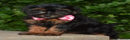 Shihpoo dogs for sale: Sunny - Ad 12
