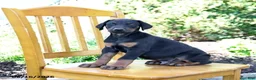 Doberman Pinscher dogs for sale: Travis - Ad 3