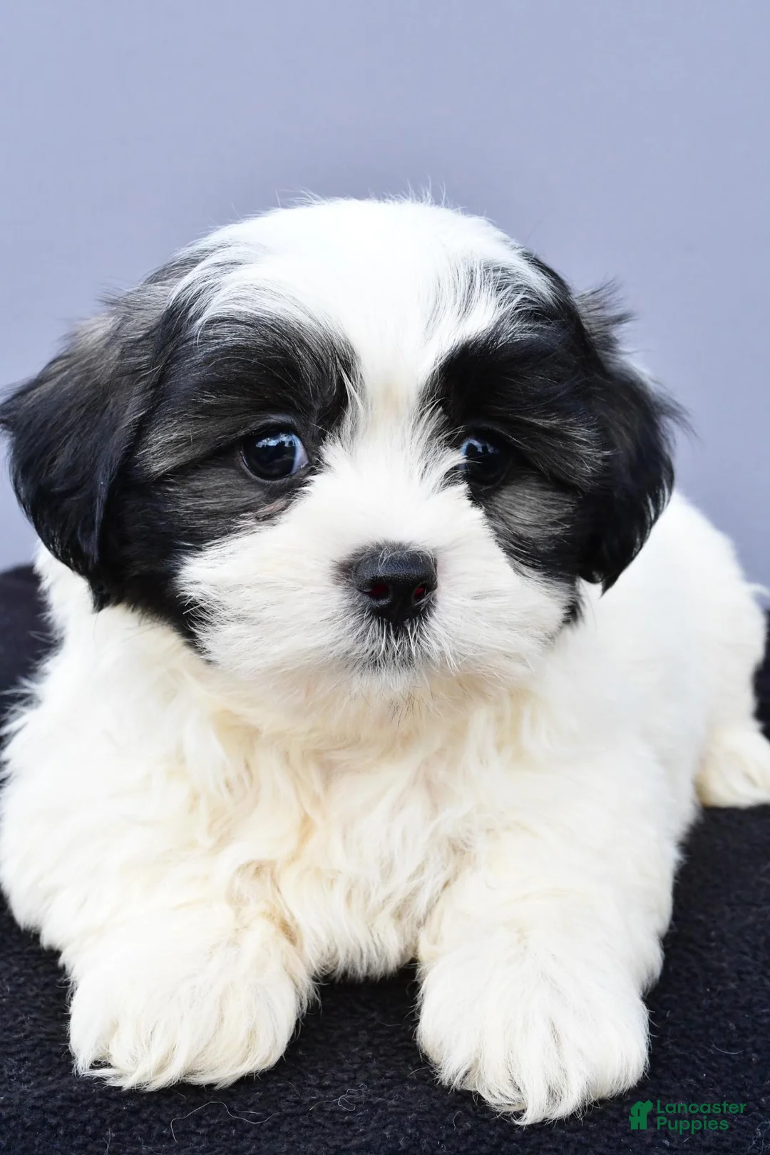 Malshi dogs for sale: Josh - Ad 1
