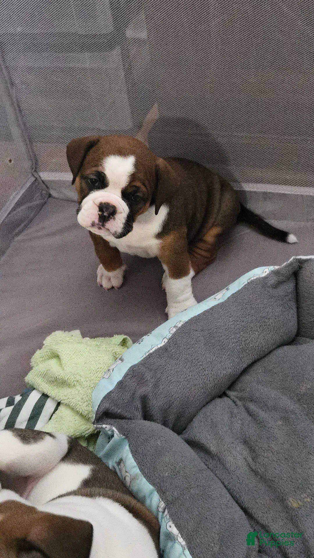 Mixed Breed dogs for sale: Evangeline  - Ad 2