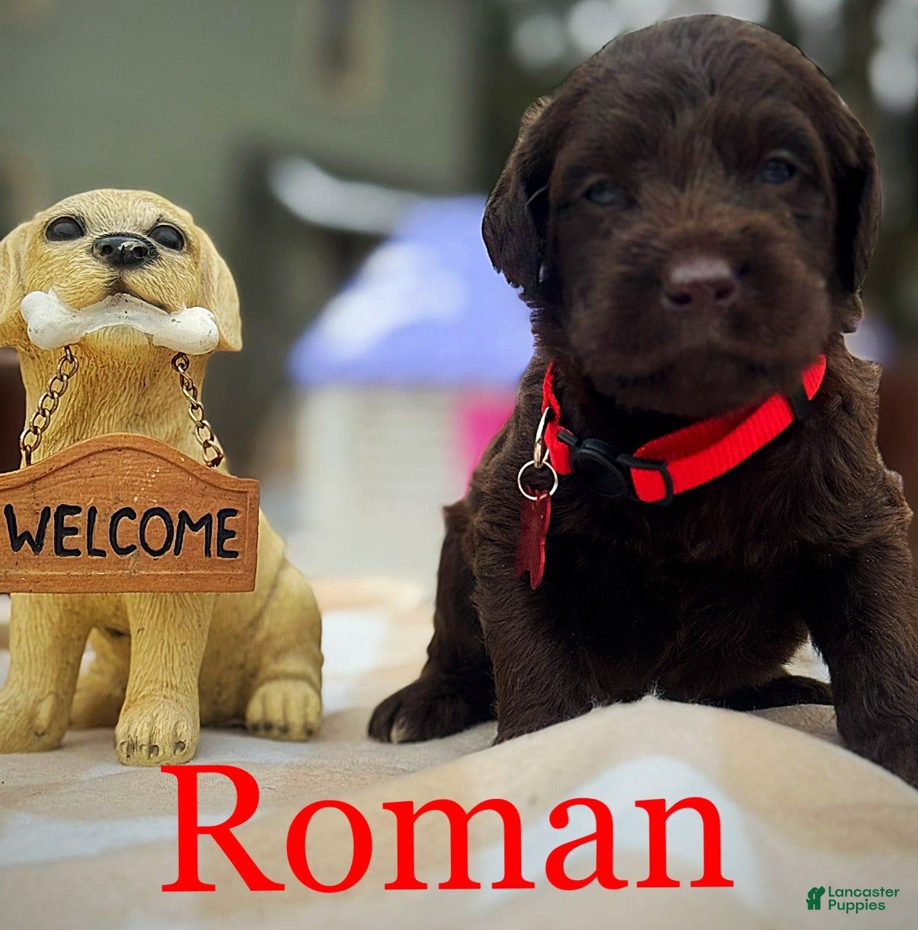 Labradoodle dogs Labradoodle Puppy 1 - Ad 10