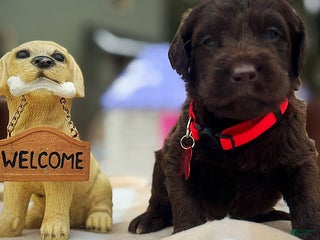 Labradoodle dogs Labradoodle Puppy 1 - Ad 25