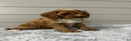 Cavapoo dogs for sale: Dawson - Ad 8