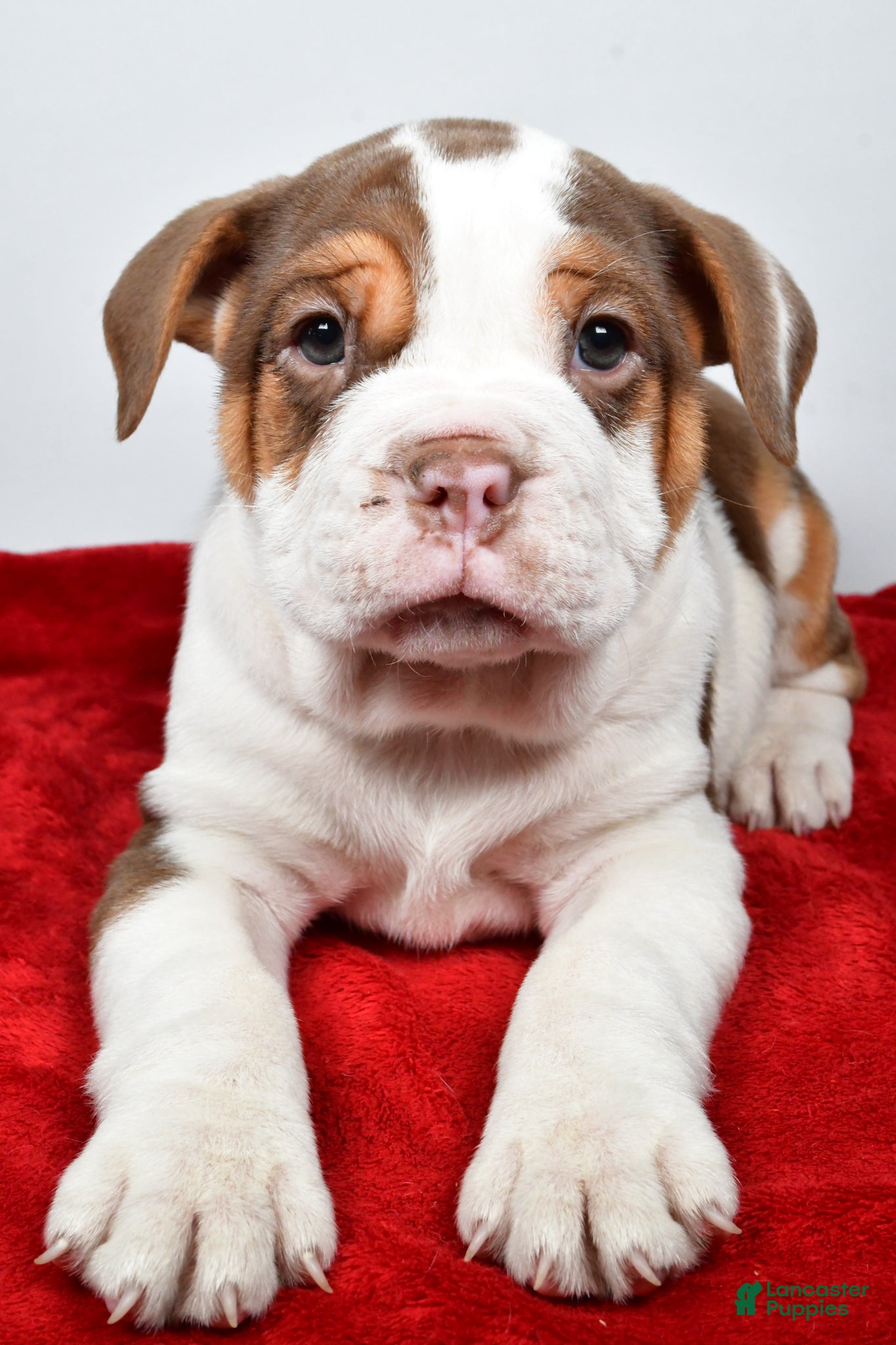 Beabull dogs Bo - Ad 2