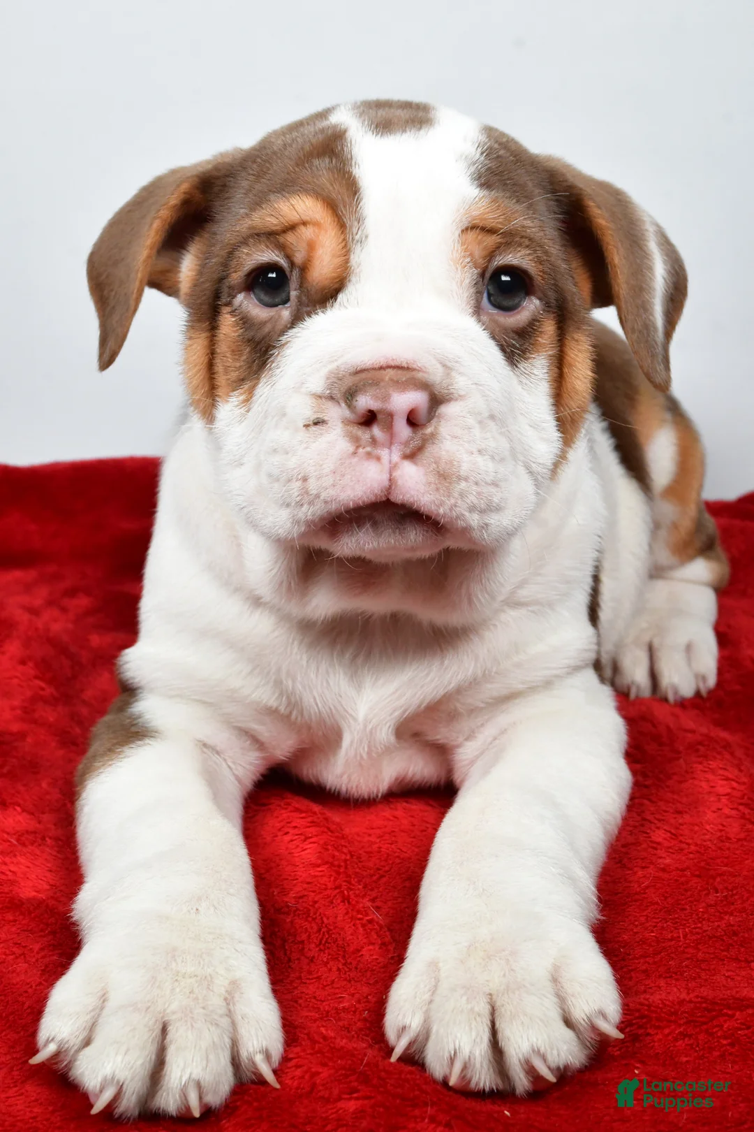 Beabull dogs for sale: Bo - Ad 2