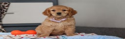 Miniature Golden Retriever dogs for sale: Olivia - Ad 3