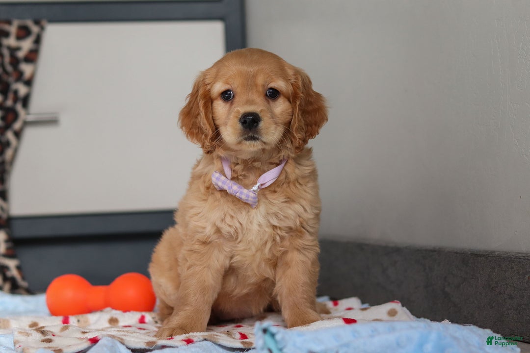 Miniature Golden Retriever dogs for sale: Olivia - Ad 3