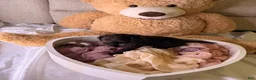 Cockapoo dogs for sale: Kendall - Ad 14