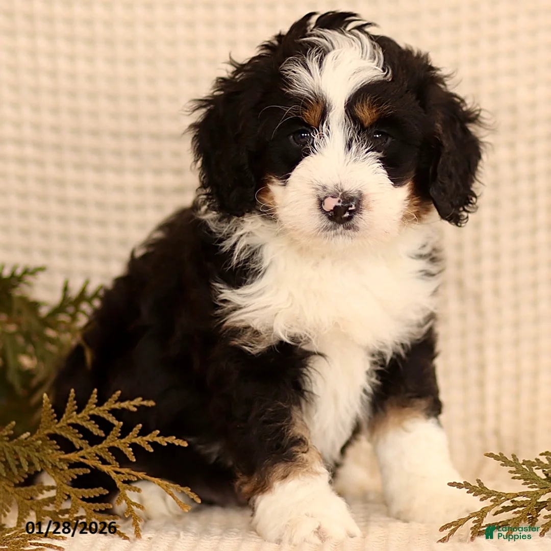 Mini Bernedoodle dogs for sale: Casper - Ad 4