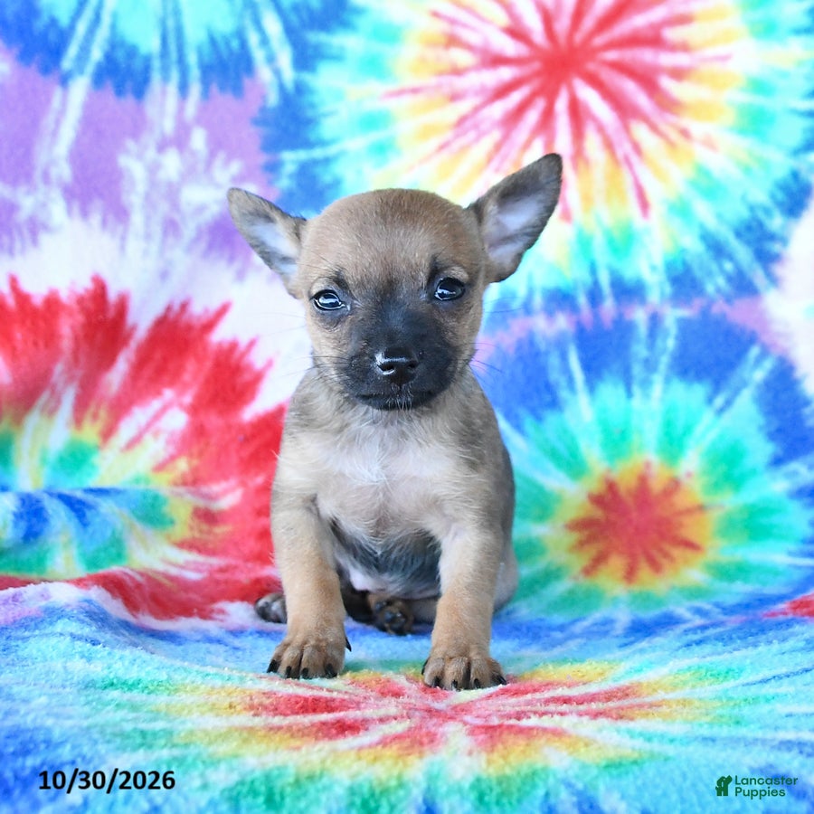 Mixed Breed dogs for sale: Mini - Ad 1