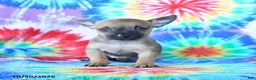 Mixed Breed dogs for sale: Mini - Ad 1