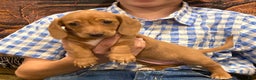 Dachshund dogs for sale: Sasha - Genetic Tested Parents - Ad 15