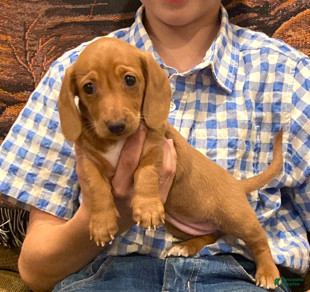 Dachshund dogs for sale: Sasha - Genetic Tested Parents - Ad 15