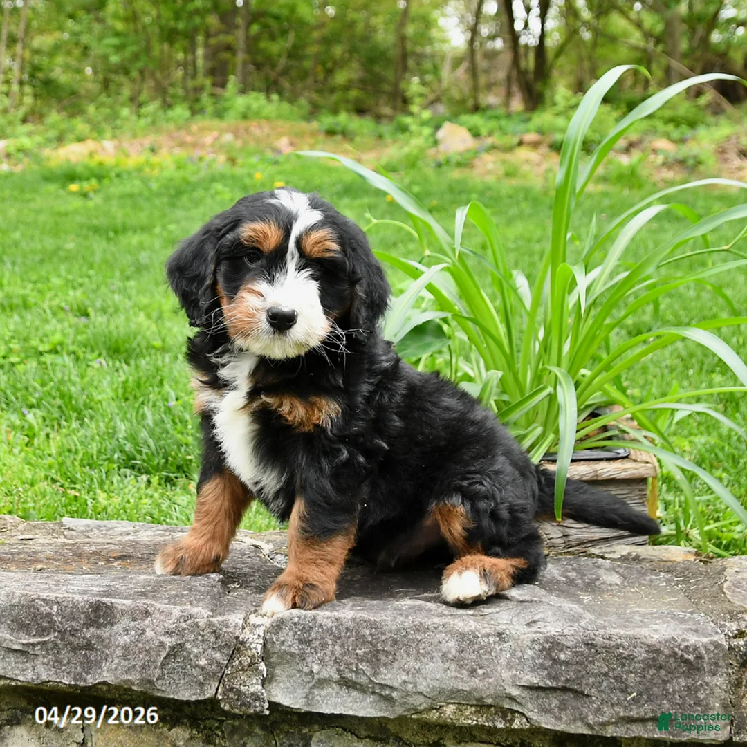 Bernedoodle dogs for sale: Lenny - Ad 2