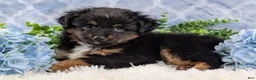 Toy Australian Shepherd dogs for sale: Brittlyn - Ad 10