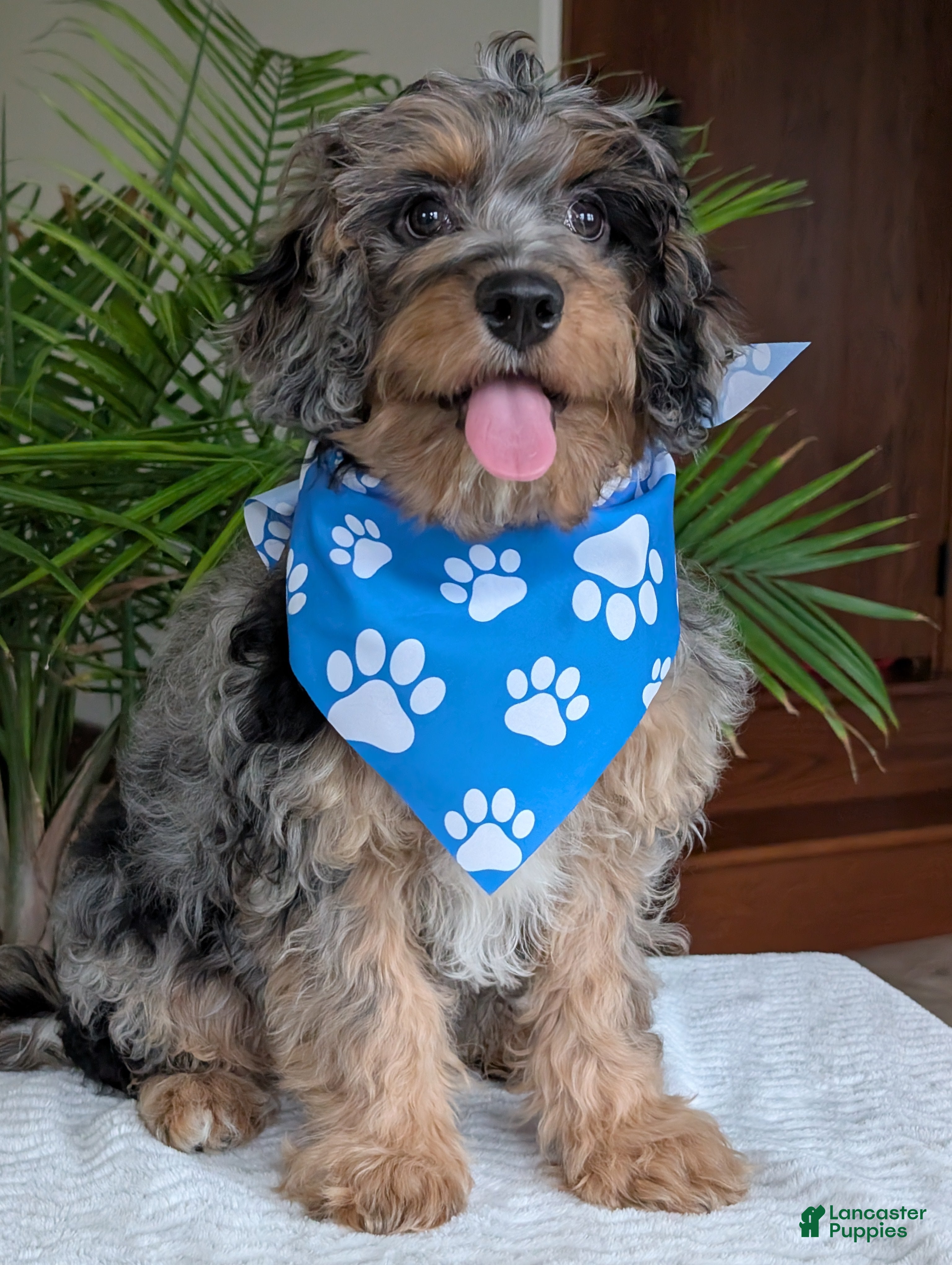 Cavapoo dogs Bluey - Ad 1