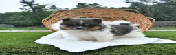 Pomeranian dogs for sale: Lori - Ad 4