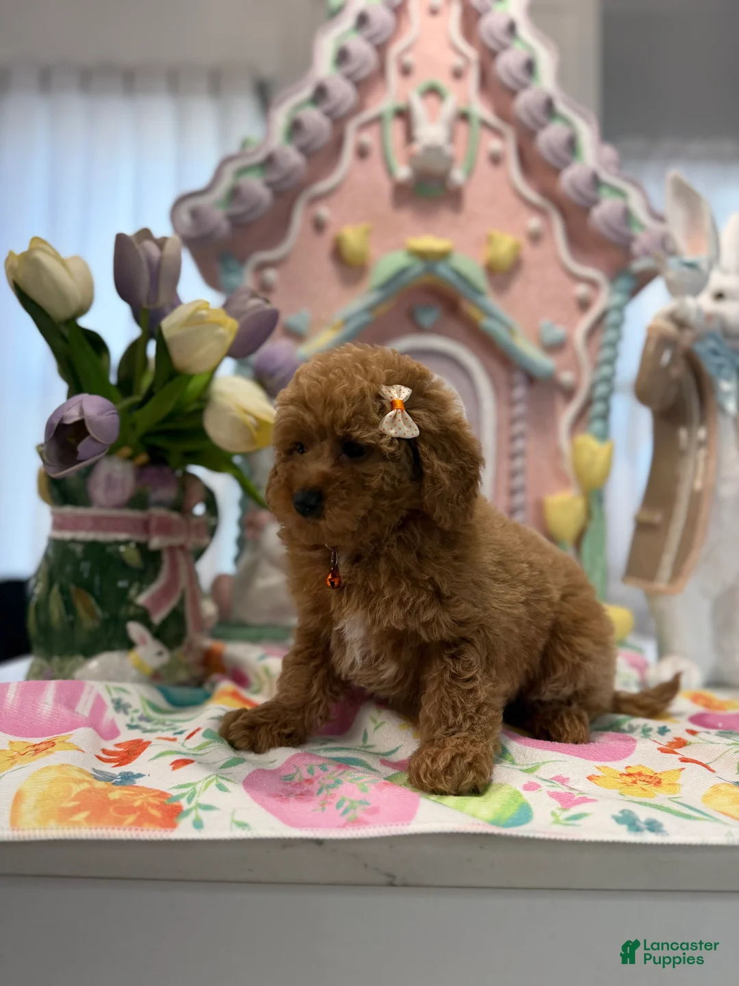 Toy Poodle dogs for sale: Toy Poodle Puppy 2 - Ad 1