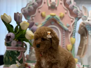 Toy Poodle dogs Toy Poodle Puppy 2 - Ad 22
