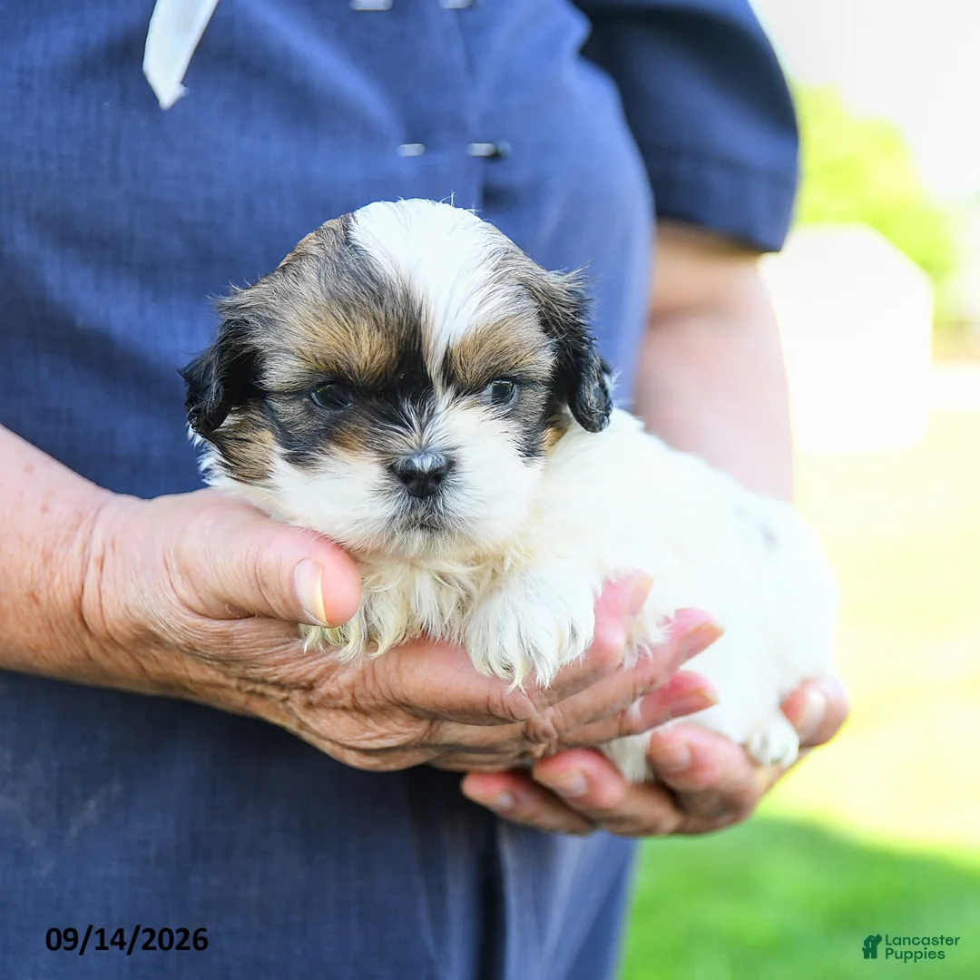 Shih Tzu dogs for sale: Matt  - Ad 5