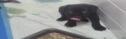 Cane Corso dogs for sale: Gram - Ad 7