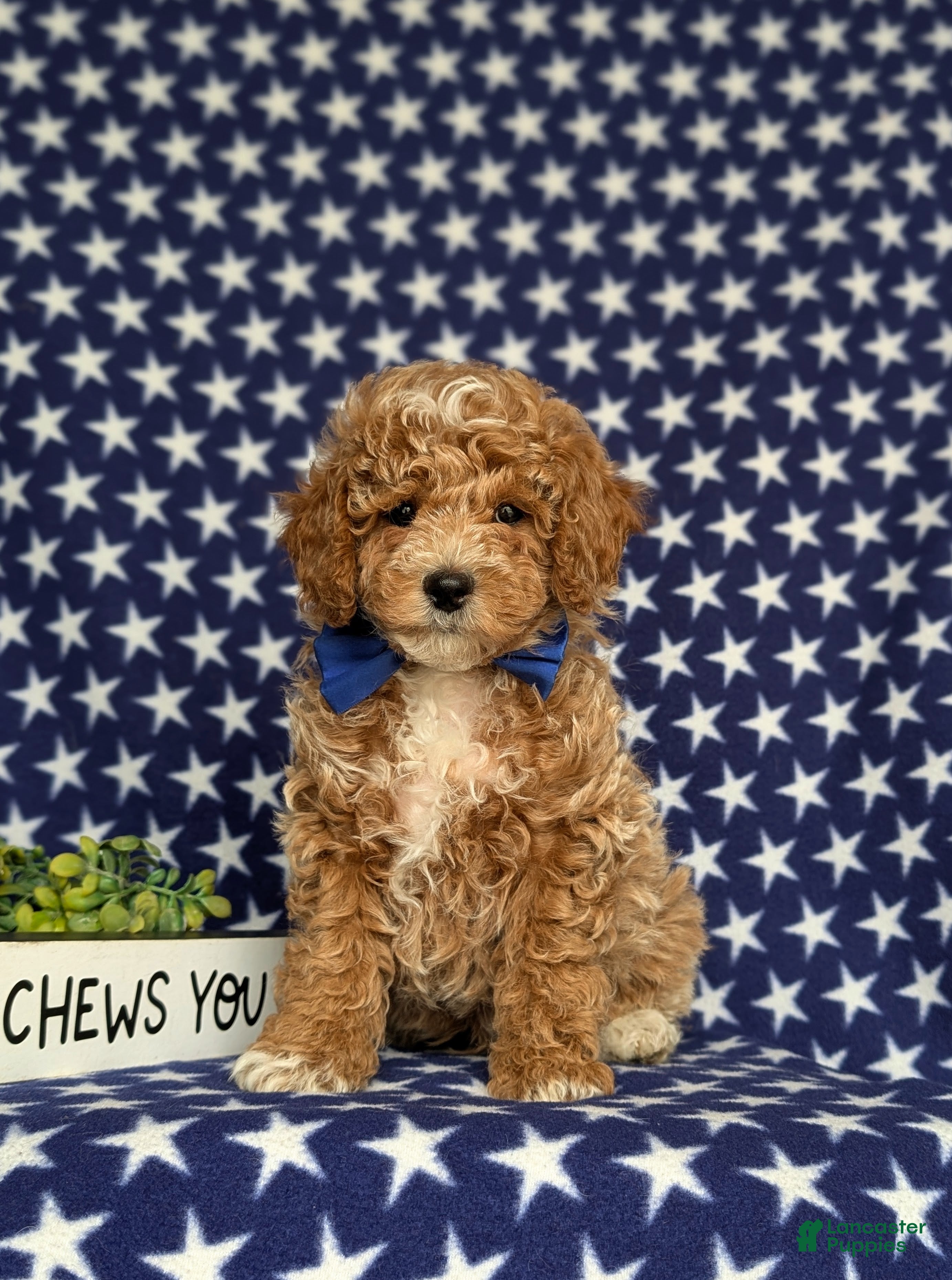 Miniature Poodle dogs for sale: Nygel - Ad 1