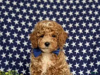 Miniature Poodle dogs for sale: Nygel - Ad 1