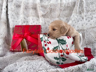 Goldendoodle dogs - Ad 13