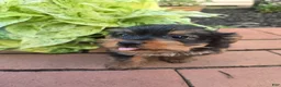 Yorkshire Terrier dogs for sale: Teacup Moose - Ad 6