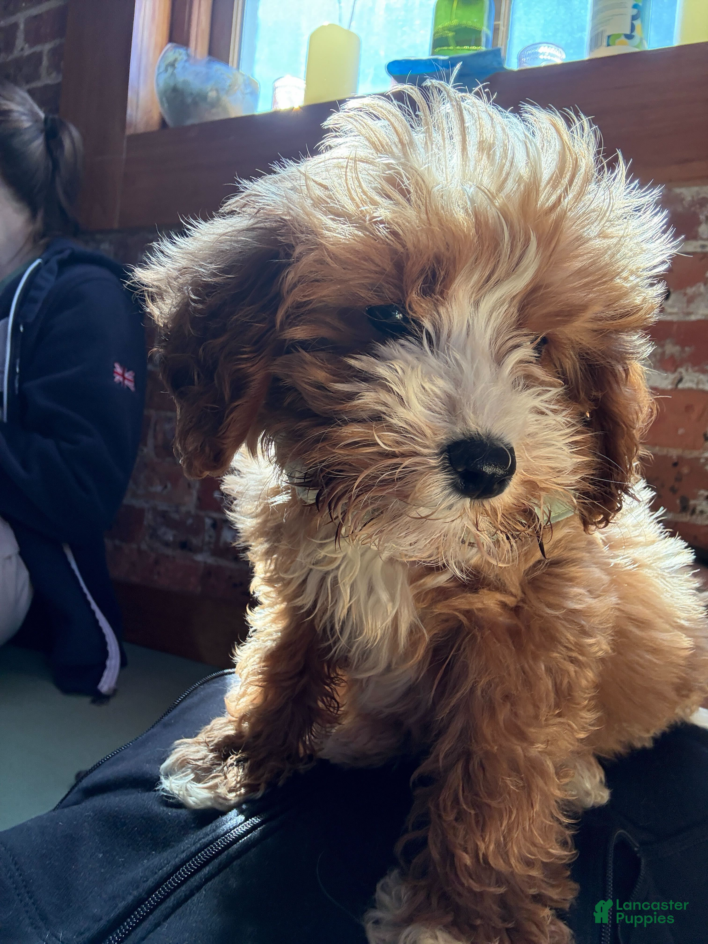 Cavapoo dogs CALI❤️🐾 - Ad 2