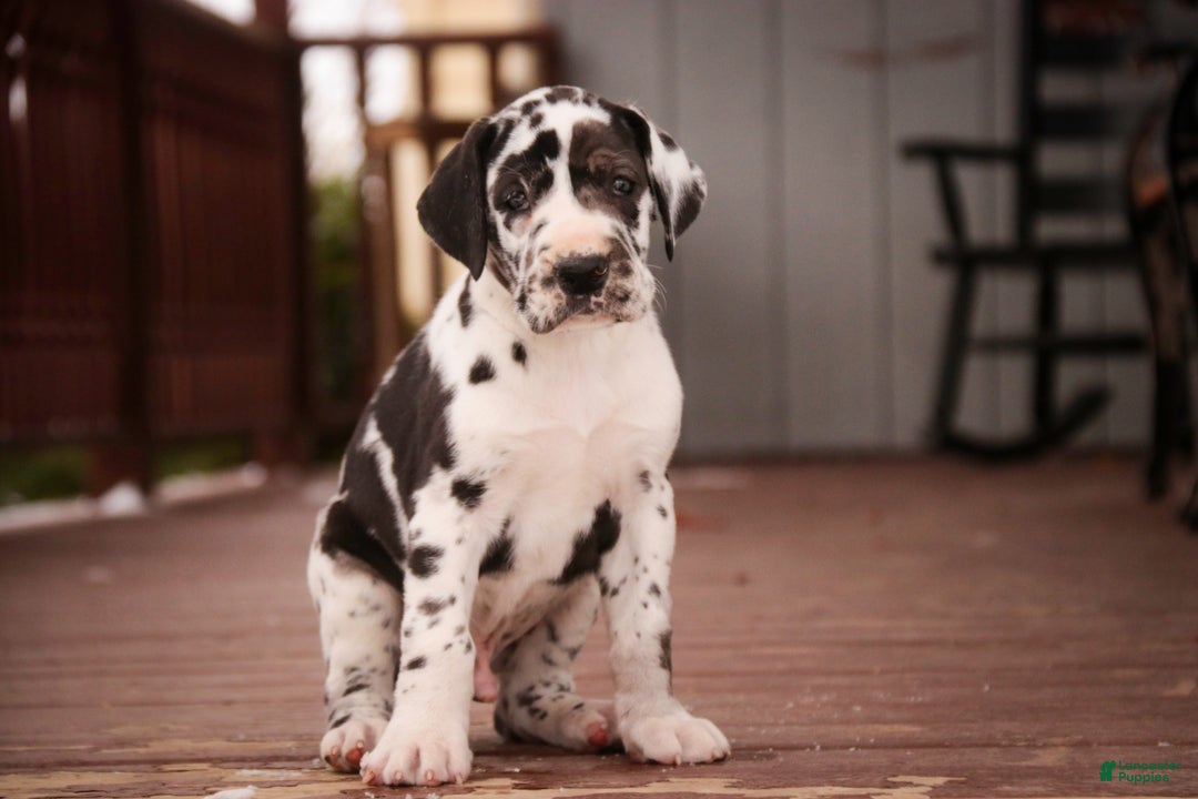 Great Dane dogs for sale: Gordon - Ad 1