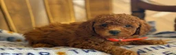 Cavapoo dogs for sale: Curly Carrie - Ad 2