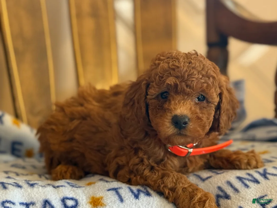 Cavapoo dogs for sale: Curly Carrie - Ad 2