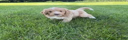 Mini Goldendoodle dogs for sale: Angel Mini Goldendoodle  - Ad 8