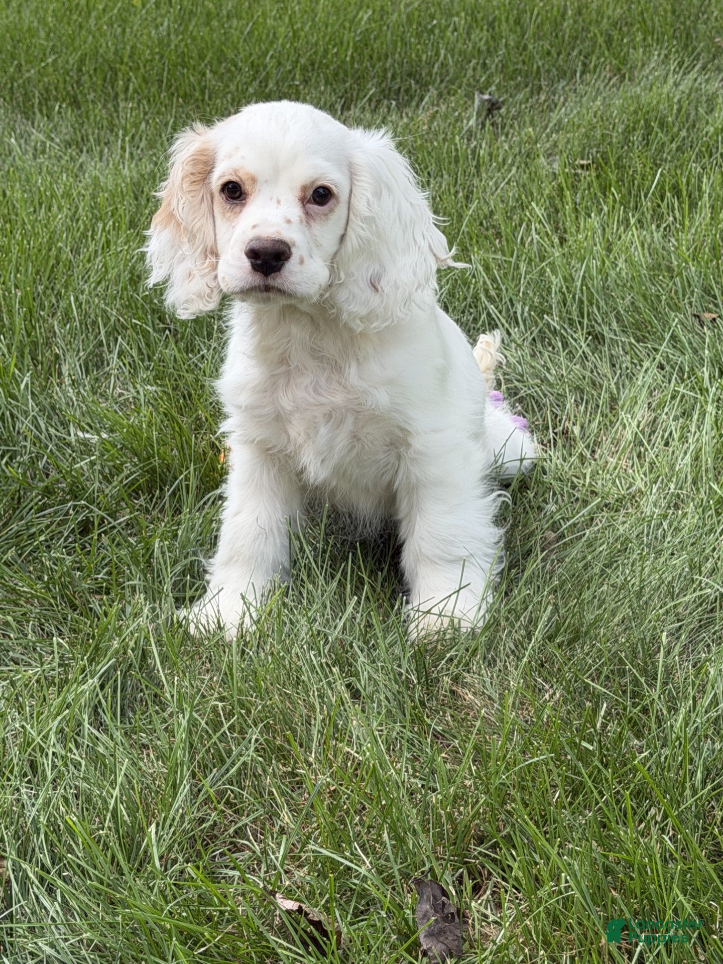 Cocker Spaniel dogs cj - Ad 2