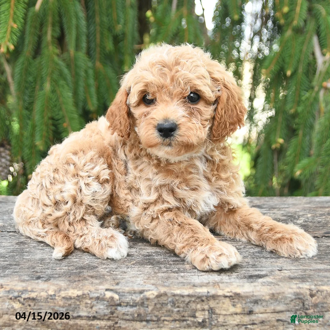 Goldendoodle dogs for sale: Molly - Ad 1