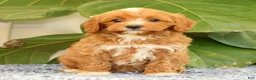 Cavapoo dogs for sale: Anthony - Ad 9