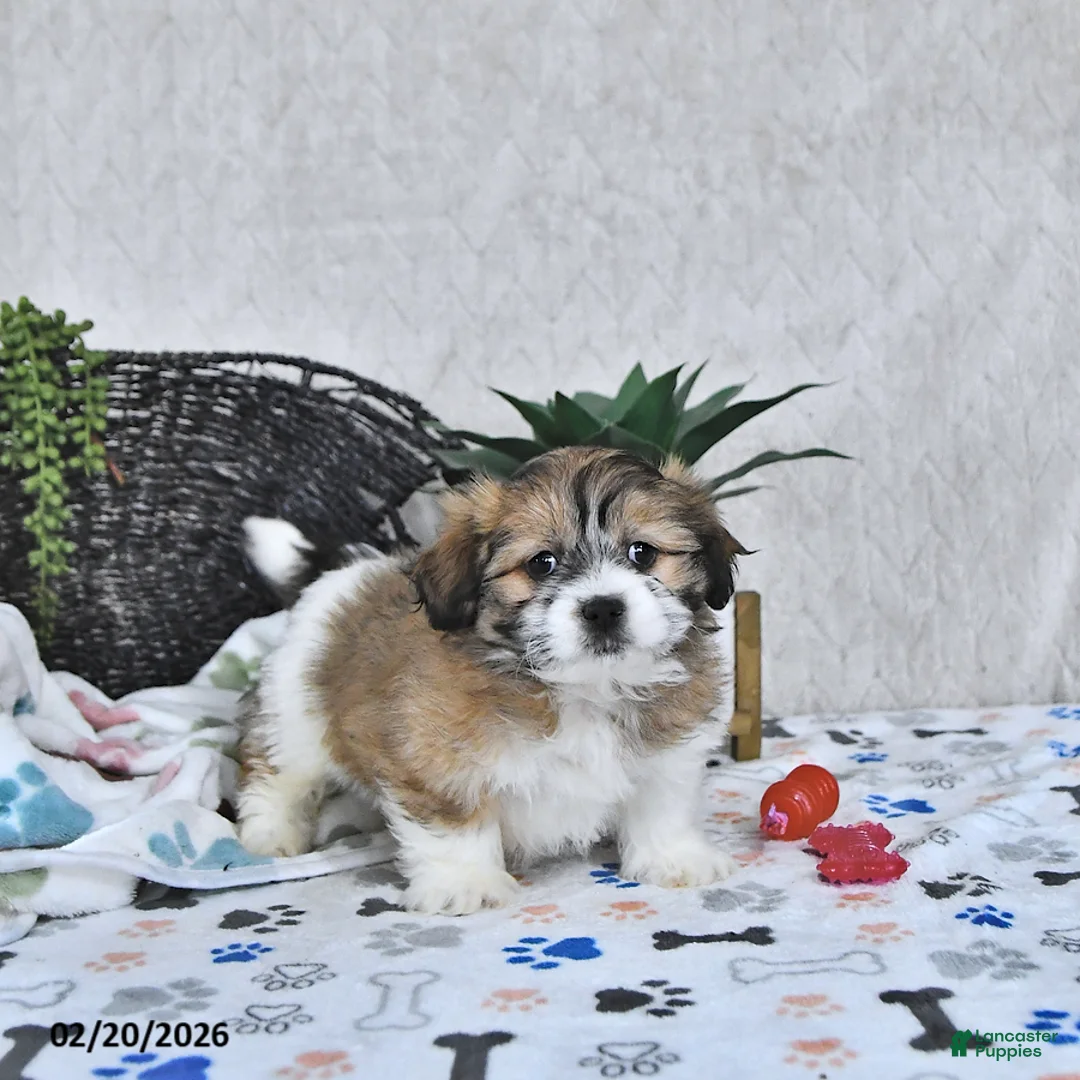 Shihpoo dogs for sale: Bella   - Ad 2