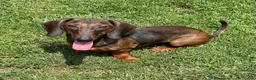 Dachshund dogs for sale: Heidi - Ad 7