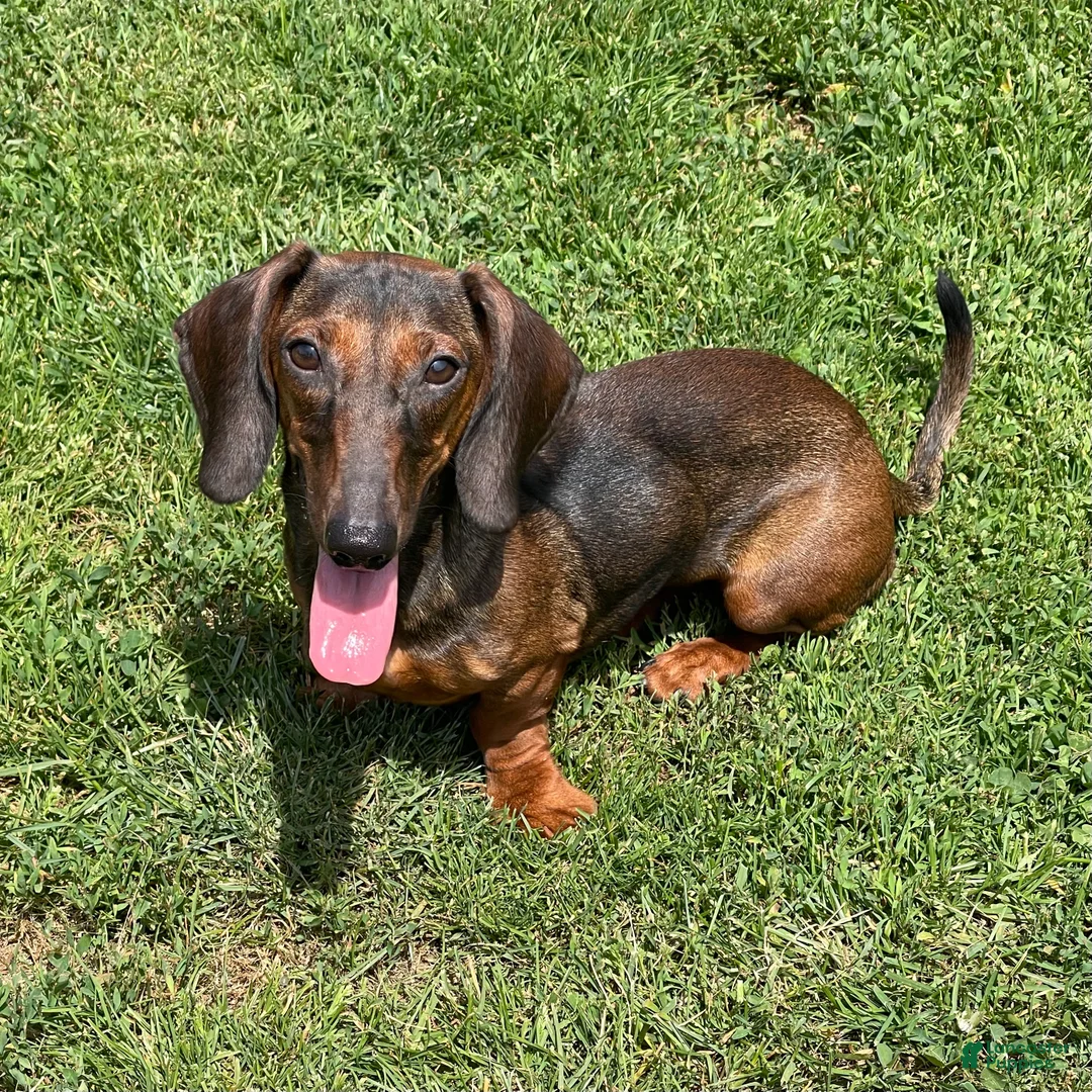 Dachshund dogs for sale: Heidi - Ad 7