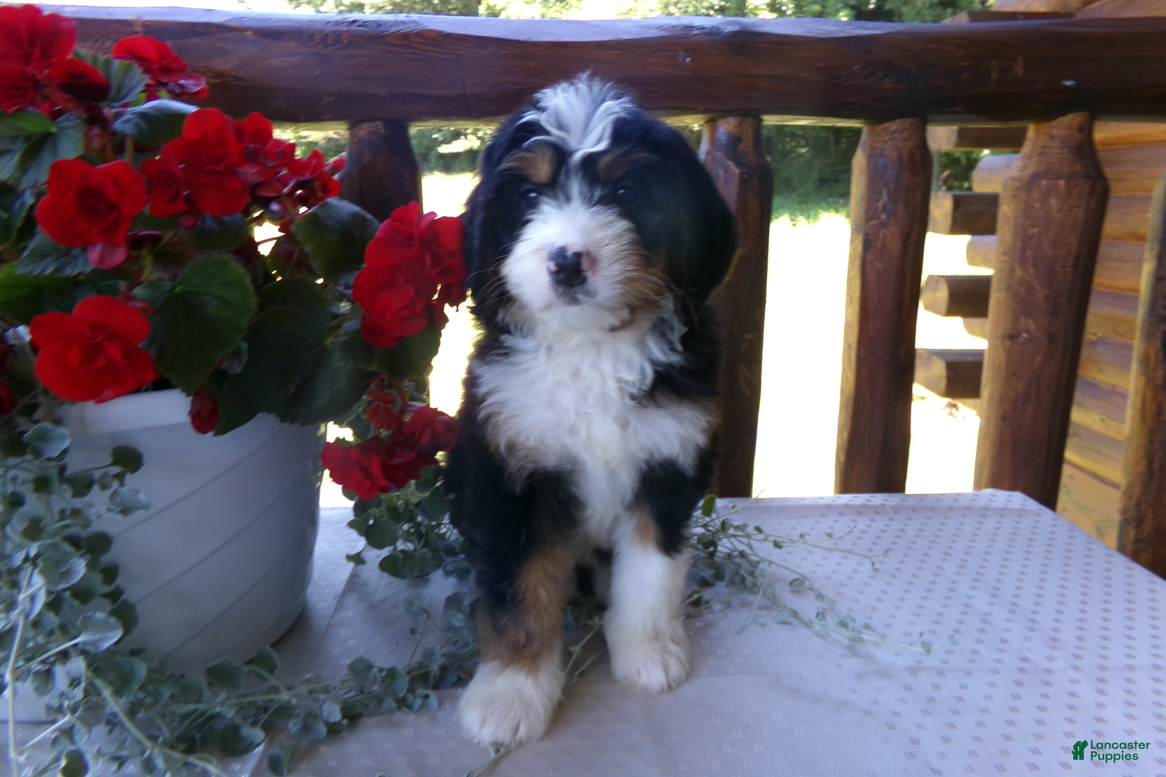 Mini Bernedoodle dogs Beth - Ad 1