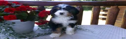 Mini Bernedoodle dogs for sale: Beth - Ad 1